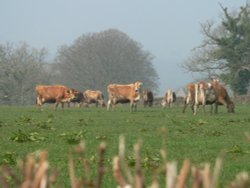 cows being nosey, on the Somerset/Devon border Wallpaper