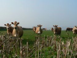 cows being nosey, on the somerset/devon border Wallpaper