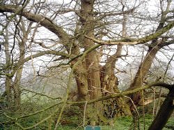 A picture of Tortworth