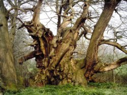 A picture of Tortworth