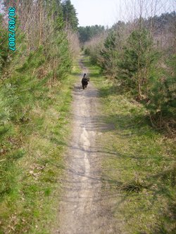 A good walking place in Clumber Park in Nottinghamshire. - 