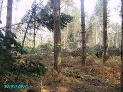 A picture of Clumber Country Park Wallpaper