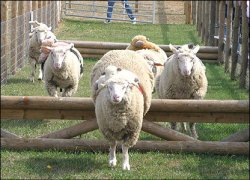 Sheep racing at Odds Farm, Buckinghamshire