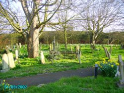 St Peters Church old graveyard lots of daffodils grow between ancient graves.
At Trusthorpe, Lincs