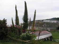 The distinctive spires of echium, a common plant in Cornwall, seen here near Portscatho Wallpaper