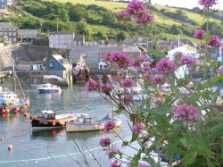 Seen growing on walls all over Cornwall, red valerian is a wild flower, here at Mevagissey Wallpaper