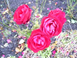 Stirling Castle roses, Stirling, Scotland Wallpaper