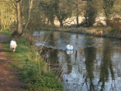 Swan on the river Arle in Alresford, Hampshire, easter sunday