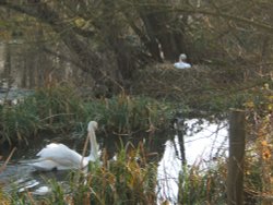Swans nesting, river Arle, Alresford, hants