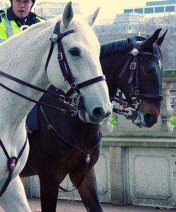 The Police On horses..