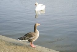 The Serpentine Wallpaper