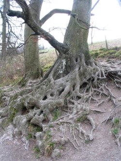 old tree in Arundel park, West Sussex