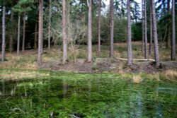 Bolderwood, Hampshire