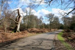 Bolderwood, Hampshire
