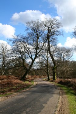 Bolderwood, Hampshire