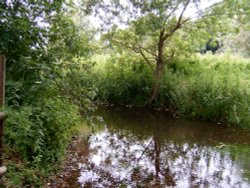 Another picture of the Spring at Icini Village, Cockley Cley, Norfolk