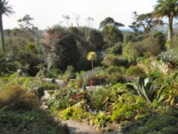 A view in the Abbey Garden, Tresco Wallpaper