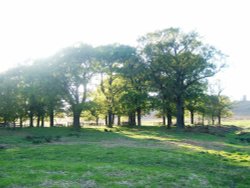 Bradgate Park, Leicester, leicestershire Wallpaper
