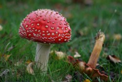 Fly Agaric Fungi,New Forest,Hampshire Wallpaper