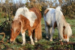 Ponies in the New Forest, Hampshire