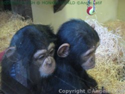 A picture of Monkey World Ape Rescue Centre Wallpaper