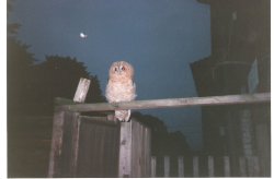 A tawny Owl visits my garden a few years ago. In Worksop, Nottinghamshire Wallpaper