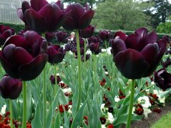 Kew Gardens, London Wallpaper