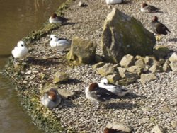 A flock of Smew and a Moorhen at Slimbridge Wildfowl & Wetlands Trust. Wallpaper