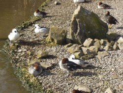 A flock of Smew and a Moorhen at Slimbridge Wildfowl & Wetlands Trust.