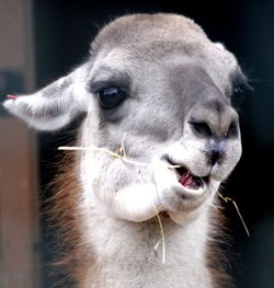 A picture of Chester Zoo