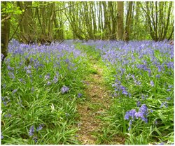 Harpenden, Hertfordshire