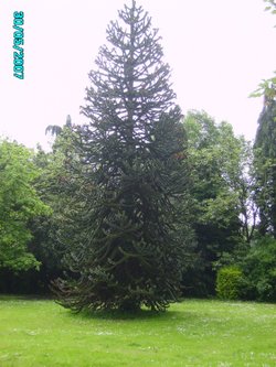 A fabulous Monkey Tree in Kings Park in Retford, Nottinghamshire
