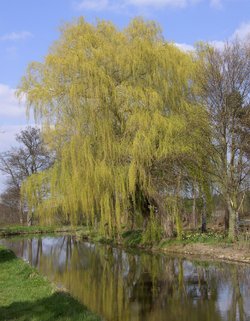 A picture of Babworth