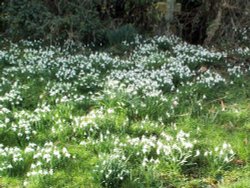 Snowdrops in the churchyard, East Kirkby, Lincolnshire