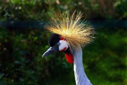 Crested Crane at Martin Mere WWT, Burscough, Lancashire Wallpaper