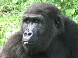 Port Lympne Wild Animal Park, Hythe, Kent