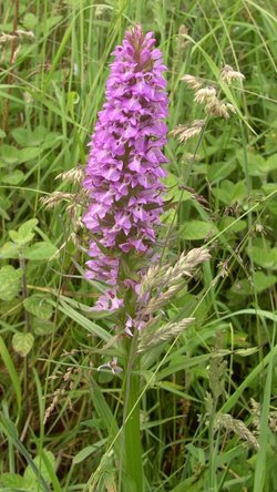 Rother Valley Country Park, South Yorkshire