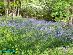 Bluebells in Bevercotes