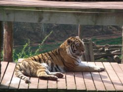 South Lakes Wildlife Park, Dalton in Furness