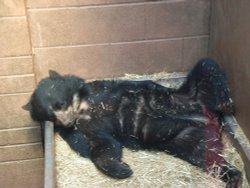 South Lakes Wildlife Park, Dalton in Furness