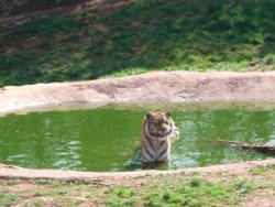 South Lakes Wildlife Park, Dalton in Furness