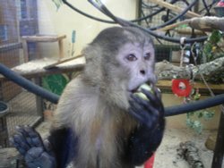 Monkey World Ape Rescue Centre