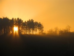 Sunrise through the Pines, Cannock Chase Wallpaper