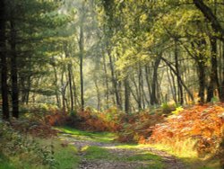 Autumn on Cannock Chase Wallpaper