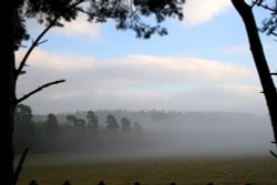 Whinfell Forest, Cumbria Wallpaper