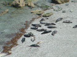 Close up of the seals on Godvery Beach, Cornwall