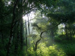Cannock Chase Country Park, Staffordshire Wallpaper