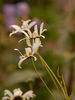 Flowers, Botanical gardens, Birmingham.