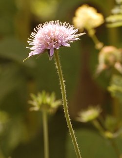 singled out, Botanical gardens, Birmingham