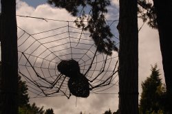 Giant spider! Botanical gardens, Birmingham. Wallpaper